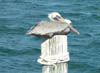 Pelican