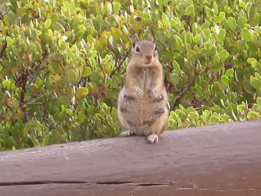 Arizona_Grand_Canyon15