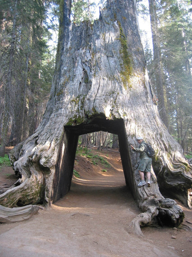 California_Yosemite_Park2