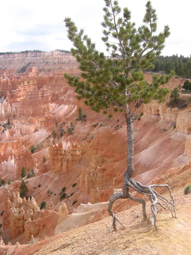 Utah_Bryce_Canyon4