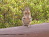 Arizona_Grand_Canyon15