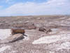 Arizona_Petrified_Forest2