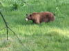 California_Yosemite_Park