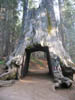 California_Yosemite_Park2