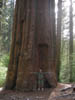California_Yosemite_Park3