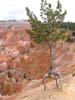 Utah_Bryce_Canyon4
